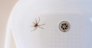 Prečo by ste doma nemali zabíjať pavúkov